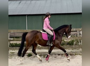 KPR, Wałach, 6 lat, 160 cm, Ciemnogniada