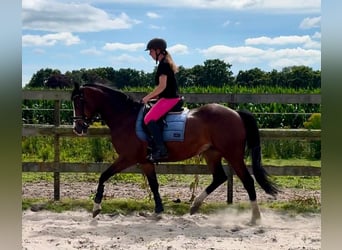 KPR, Wałach, 6 lat, 160 cm, Gniada