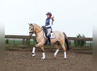 KPR, Wałach, 7 lat, 147 cm, Bułana