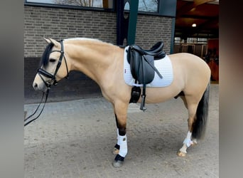KPR, Wałach, 7 lat, 147 cm, Bułana