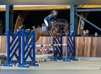 KPR, Wałach, 7 lat, 162 cm, Ciemnogniada