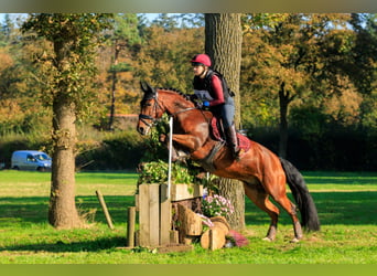 KPR Mix, Wałach, 8 lat, 146 cm, Gniada