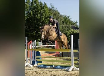 KPR, Wałach, 8 lat, 177 cm, Jelenia
