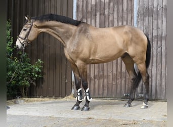 KPR, Wałach, 8 lat, 177 cm, Jelenia