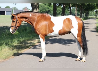 KPR, Wałach, 8 lat, Srokata