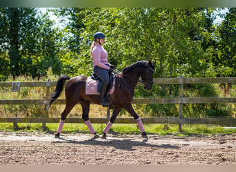 KPR, Wałach, 10 lat, 148 cm, Kara