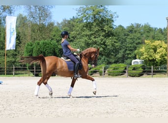 KPR, Wałach, 15 lat, 149 cm, Kasztanowata