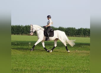 KPR, Wałach, 5 lat, 154 cm, Cremello