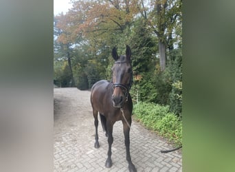 KPR, Wałach, 5 lat, 164 cm, Skarogniada