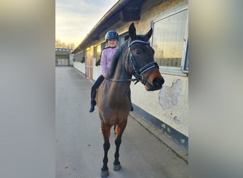 KPR, Wałach, 6 lat, 144 cm, Gniada