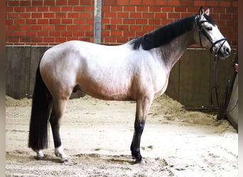KPR, Wałach, 6 lat, 158 cm, Bułana
