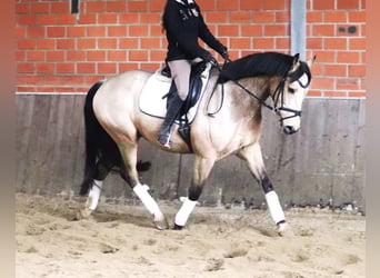 KPR, Wałach, 6 lat, 158 cm, Bułana