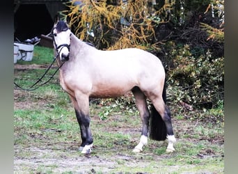 KPR, Wałach, 6 lat, 158 cm, Bułana