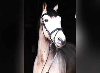 KPR, Wałach, 6 lat, 158 cm, Bułana