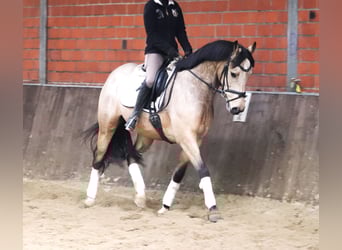 KPR, Wałach, 6 lat, 158 cm, Bułana
