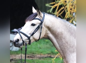KPR, Wałach, 6 lat, 158 cm, Bułana