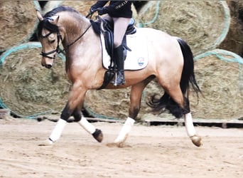 KPR, Wałach, 6 lat, 158 cm, Bułana