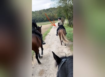 KPR, Wałach, 9 lat, 148 cm, Kasztanowata