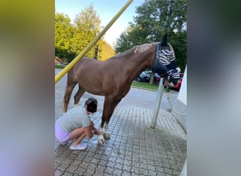 KPR, Wałach, 9 lat, 148 cm, Kasztanowata