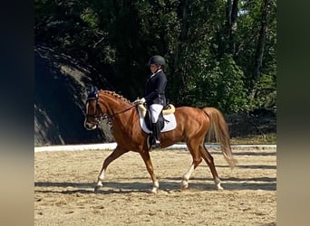 KPR, Wałach, 9 lat, 148 cm, Kasztanowata
