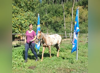 Kuc amerykański-Americas, Klacz, 2 lat, 140 cm, Tarantowata