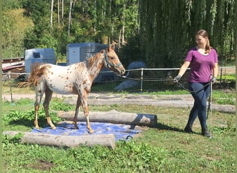 Kuc amerykański-Americas, Klacz, 2 lat, 140 cm, Tarantowata