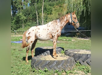 Kuc amerykański-Americas, Klacz, 2 lat, 140 cm, Tarantowata