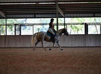 Kuc amerykański-Americas, Klacz, 6 lat, 142 cm, Izabelowata