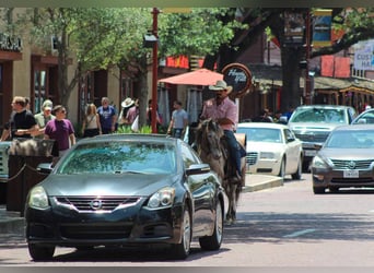 Kuc amerykański-Americas, Wałach, 11 lat, 140 cm, Gniadodereszowata