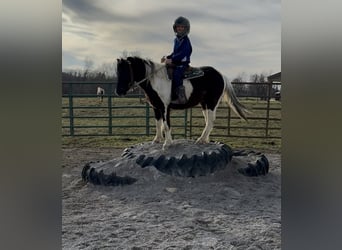 Kuc amerykański-Americas, Wałach, 5 lat, 122 cm, Tobiano wszelkich maści