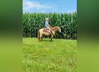 Kuc amerykański-Americas, Wałach, 5 lat, 99 cm, Jelenia