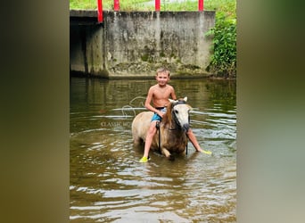 Kuc amerykański-Americas, Wałach, 5 lat, 99 cm, Jelenia