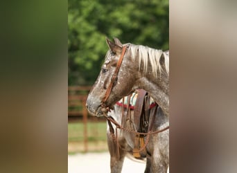Kuc amerykański-Americas, Wałach, 8 lat, 137 cm, Siwa