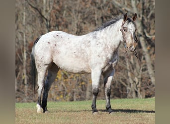 Kuc amerykański-Americas, Wałach, 8 lat, 145 cm, Siwa