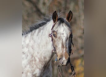 Kuc amerykański-Americas, Wałach, 8 lat, 145 cm, Siwa