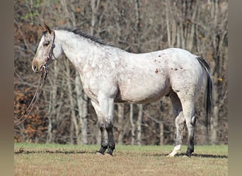 Kuc amerykański-Americas, Wałach, 8 lat, 145 cm, Siwa