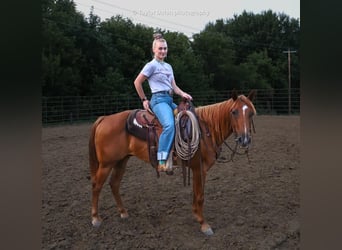 Kuc amerykański-Americas, Wałach, 8 lat, 147 cm, Cisawa