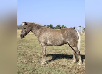 Kuc amerykański-Americas, Wałach, 9 lat, 112 cm, Siwa