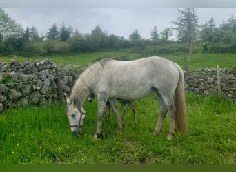 Kuc Connemara, Klacz, 10 lat, 148 cm, Siwa