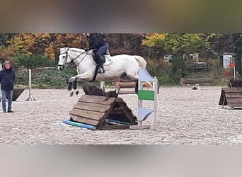 Kuc Connemara, Klacz, 10 lat, 148 cm, Siwa