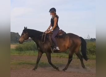 Kuc Connemara Mix, Klacz, 10 lat, 156 cm, Jelenia