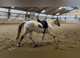 Kuc Connemara, Klacz, 11 lat, 147 cm, Siwa jabłkowita