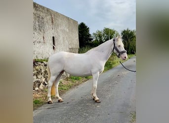Kuc Connemara, Klacz, 11 lat, 148 cm, Cremello