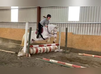 Kuc Connemara, Klacz, 11 lat, 148 cm, Cremello