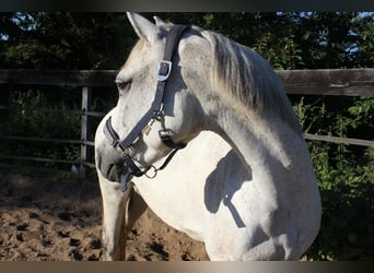 Kuc Connemara, Klacz, 11 lat, 148 cm, Siwa