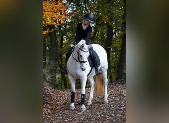 Kuc Connemara, Klacz, 12 lat, 148 cm, Siwa w hreczce