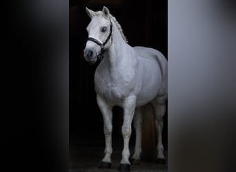 Kuc Connemara, Klacz, 12 lat, 148 cm, Siwa w hreczce