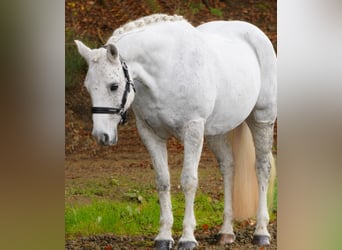 Kuc Connemara, Klacz, 12 lat, 148 cm, Siwa w hreczce