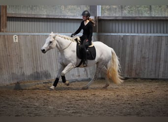 Kuc Connemara, Klacz, 12 lat, 148 cm, Siwa w hreczce