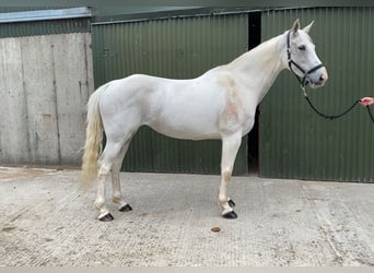 Kuc Connemara, Klacz, 12 lat, 159 cm, Stalowosiwy